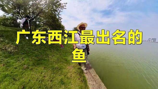 嘉魚是什么？，嘉魚是什么魚小絨球札記嘉魚是什么魚小絨球札記嘉魚是什么意思 嘉魚是什么？，嘉魚是什么魚小絨球札記嘉魚是什么魚小絨球札記嘉魚是什么意思 觀賞魚百科 第3張