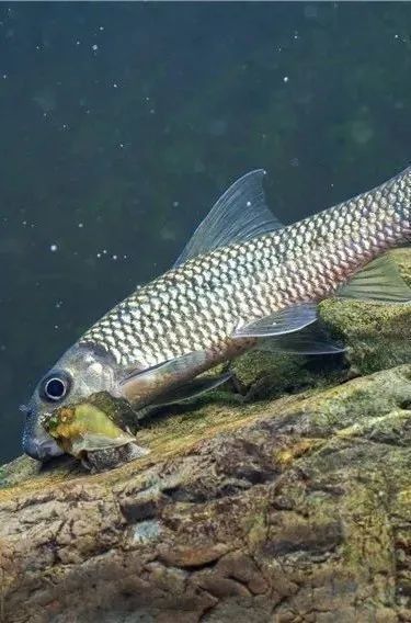 嘉魚是什么？，嘉魚是什么魚小絨球札記嘉魚是什么魚小絨球札記嘉魚是什么意思 嘉魚是什么？，嘉魚是什么魚小絨球札記嘉魚是什么魚小絨球札記嘉魚是什么意思 觀賞魚百科 第5張