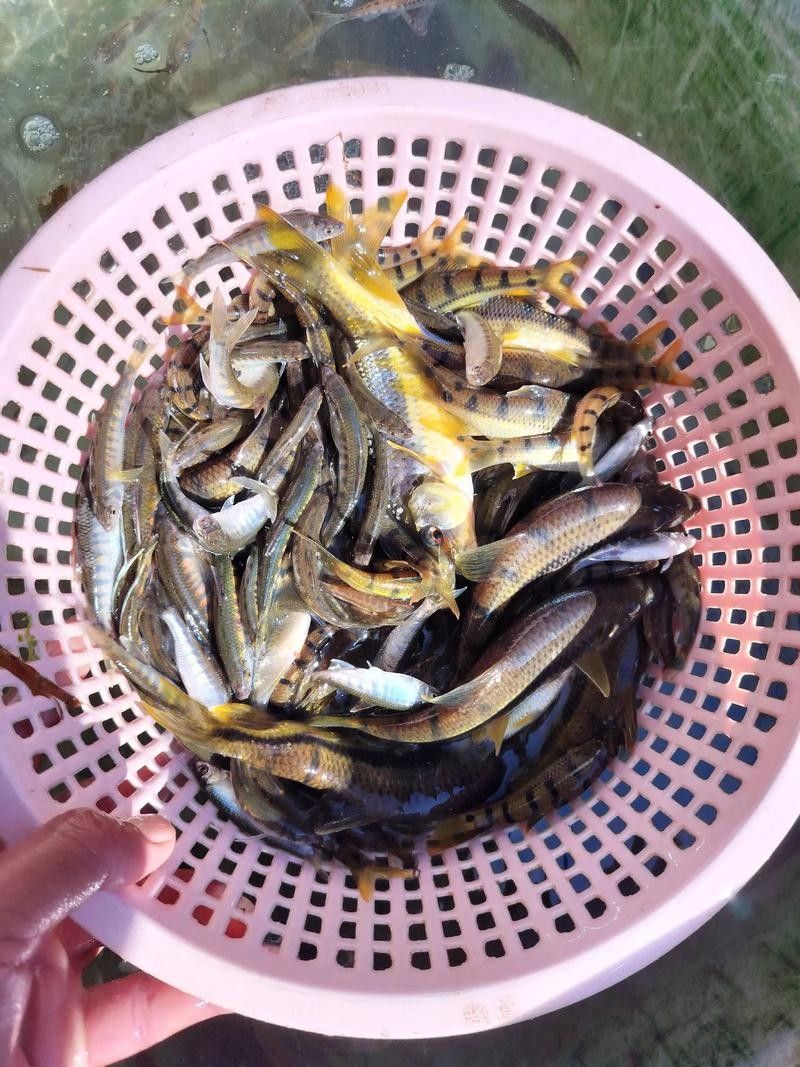 河山坑魚的飼養方法，山坑魚原生態喂龍魚喂虎魚，河山坑魚喂食龍魚和虎魚的混養方法