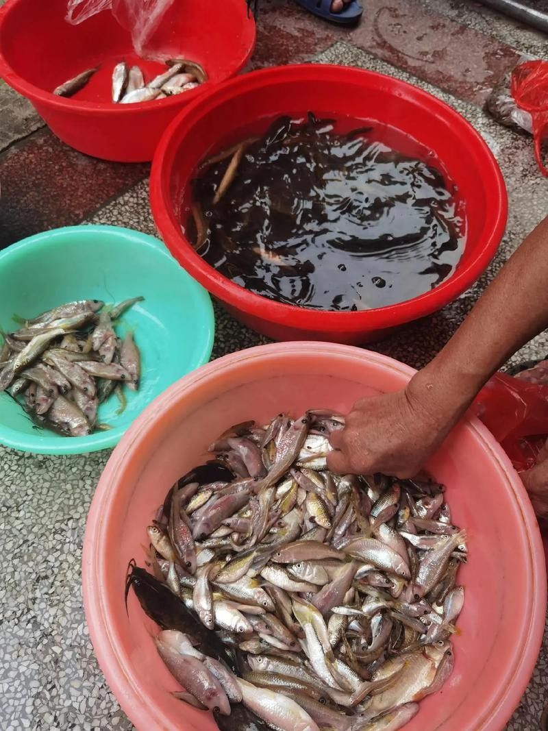 河山坑魚的飼養方法，山坑魚原生態喂龍魚喂虎魚，河山坑魚喂食龍魚和虎魚的混養方法