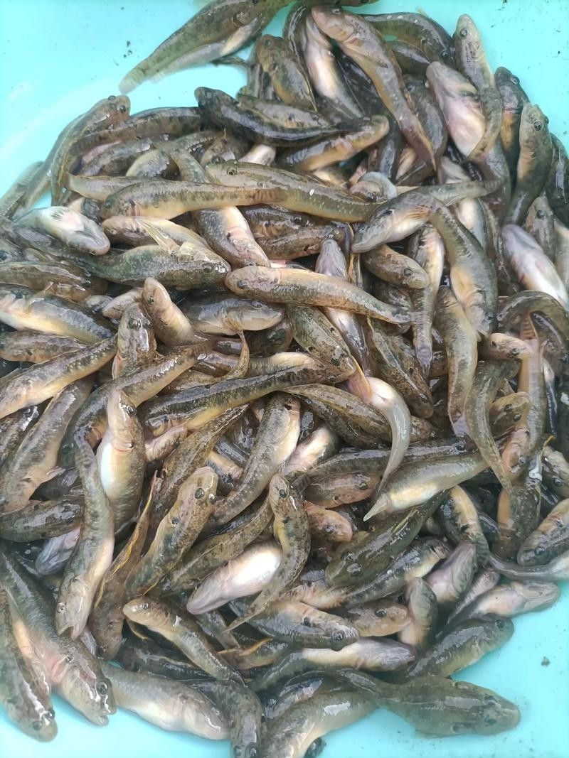 河山坑魚的飼養方法，山坑魚原生態喂龍魚喂虎魚，河山坑魚喂食龍魚和虎魚的混養方法