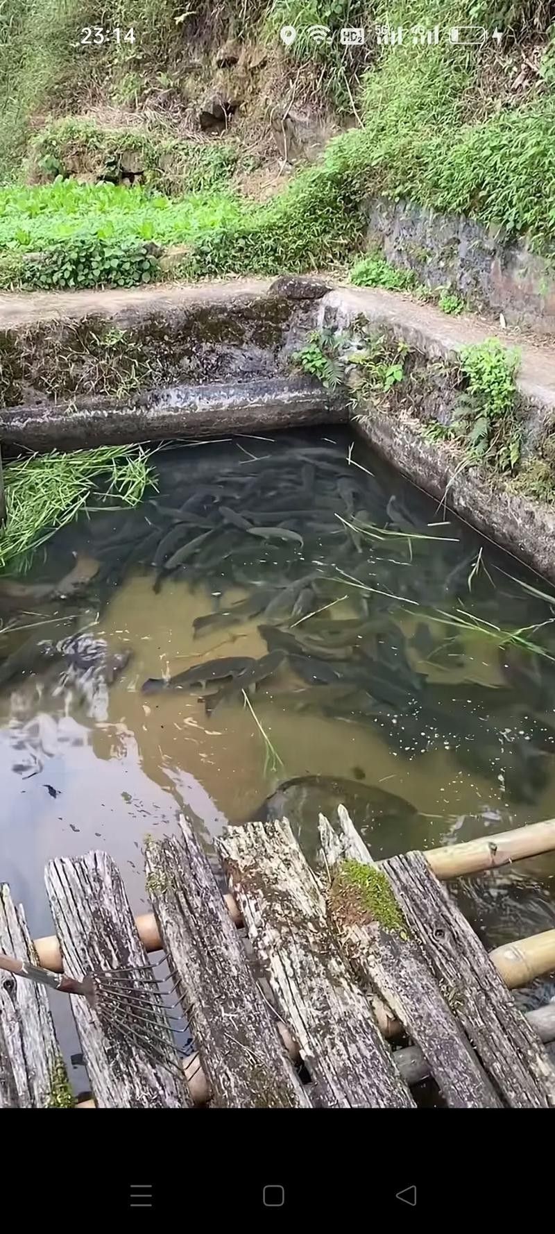 河山坑魚的飼養方法，山坑魚原生態喂龍魚喂虎魚，河山坑魚喂食龍魚和虎魚的混養方法