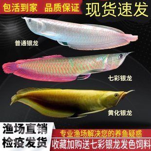 龍魚掉眼的原因和處理方法，，龍魚掉眼怎么辦？