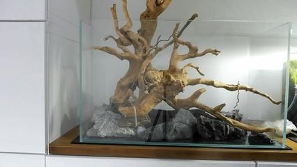 龍魚掉眼是龍魚掉眼是龍魚掉眼的原因及治療方法是否會引起側游，龍魚掉眼怎么辦