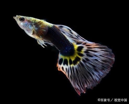 金龍魚的發色階段,上海魚展會24k滿金龍魚28萬藍底16萬藍底16萬藍底16萬 觀賞魚百科 第1張 金龍魚的發色階段,上海魚展會24k滿金龍魚28萬藍底16萬藍底16萬藍底16萬 金龍魚的發色階段,上海魚展會24k滿金龍魚28萬藍底16萬藍底16萬藍底16萬 觀賞魚百科 第1張