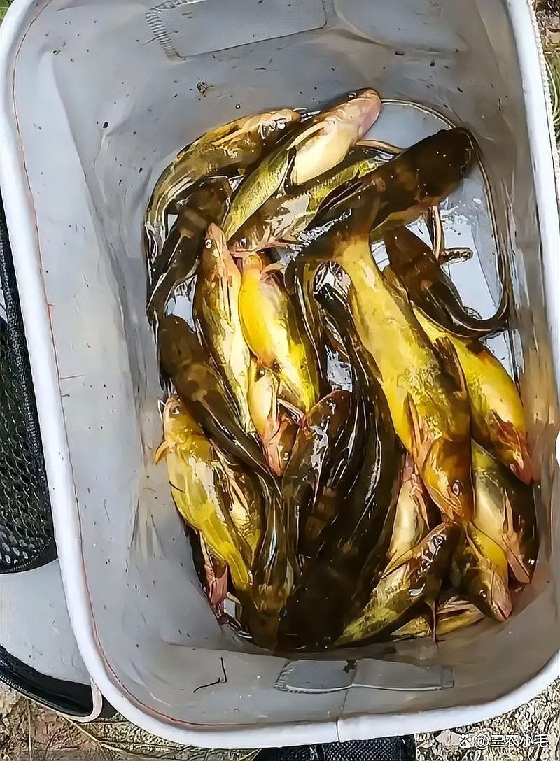 鄭州龍魚是雜魚嗎？，鄭州龍魚屬于雜魚嗎？ 鄭州龍魚是雜魚嗎？，鄭州龍魚屬于雜魚嗎？ 觀賞魚百科 第5張