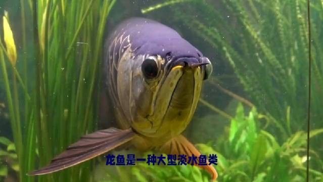 鄭州龍魚是雜魚嗎？，鄭州龍魚屬于雜魚嗎？ 鄭州龍魚是雜魚嗎？，鄭州龍魚屬于雜魚嗎？ 觀賞魚百科 第1張