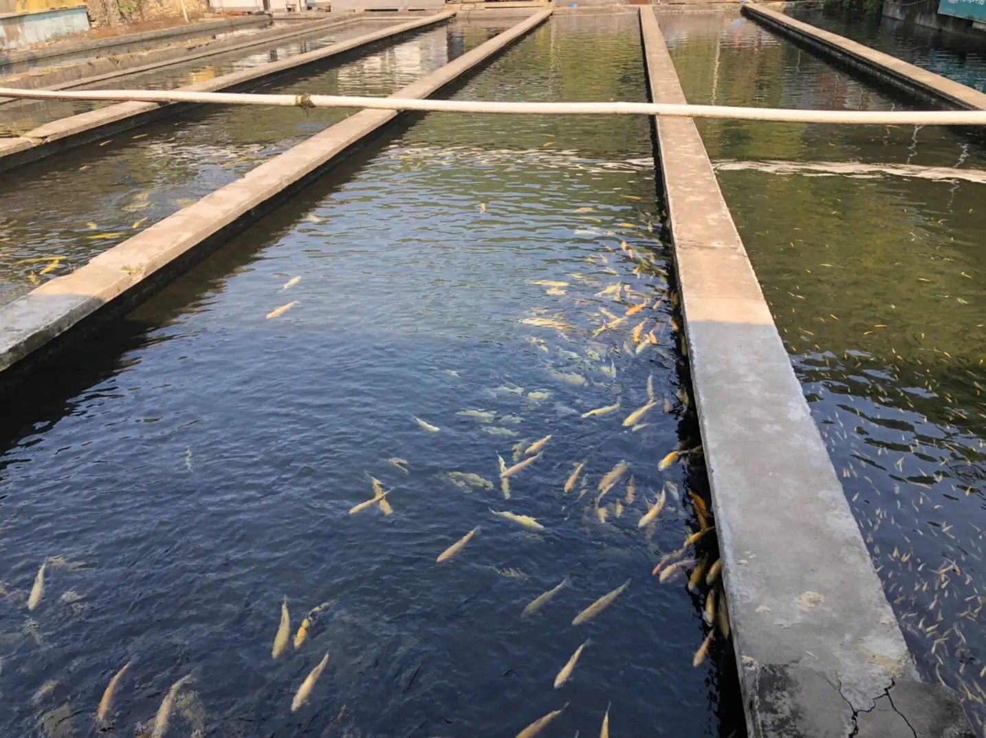 淄博金龍魚養(yǎng)殖基地是否真實存在？，淄博金龍魚養(yǎng)殖基地是否存在淄博金龍魚養(yǎng)殖基地是否存在