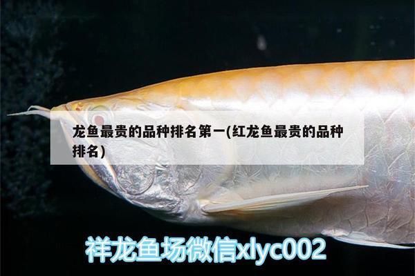 招財貓魚和龍魚能否混養?,招財貓魚和龍魚可以混養嗎 觀賞魚百科 第1張 招財貓魚和龍魚能否混養?,招財貓魚和龍魚可以混養嗎 招財貓魚和龍魚能否混養?,招財貓魚和龍魚可以混養嗎 觀賞魚百科 第1張