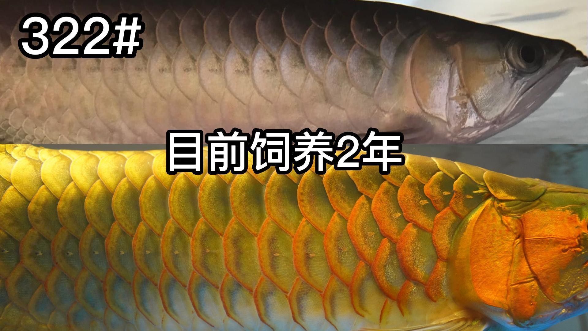 紅龍魚幾年成年能活多久？紅龍魚的最佳飼養(yǎng)溫度是多少？，紅龍魚2年時(shí)間可以長(zhǎng)到約10-15厘米的長(zhǎng)度