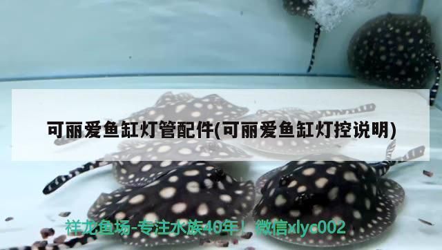 龍魚不吃東西會餓死，如何避免龍魚不吃東西而餓死掉，如何避免龍魚不吃東西而餓死掉