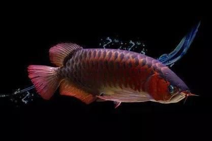 星點龍魚隔離飼養設施（-星點龍魚隔離飼養設施的主要功能是什么）