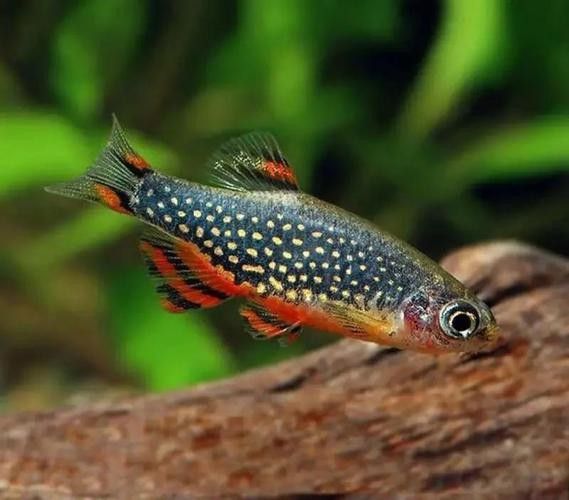 金鉆魚(yú)的飼養(yǎng)難度如何，火翅金鉆燈魚(yú)的飼養(yǎng)難度如何，火翅金鉆了解異型魚(yú):“l(fā)200金鉆”和“l(fā)200a鯊帆金鉆”