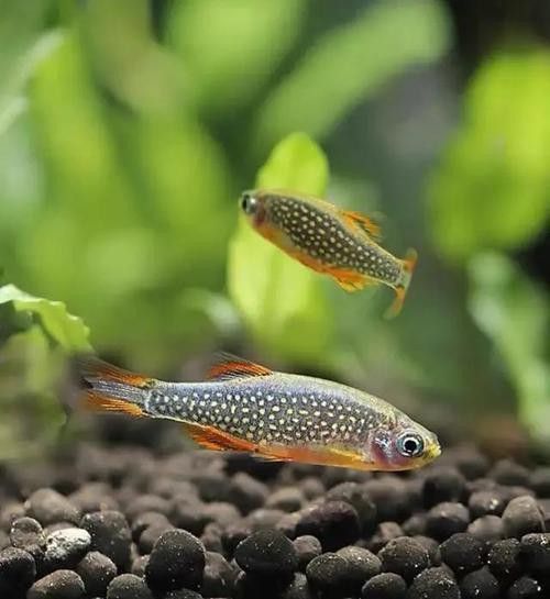 金鉆魚(yú)的飼養(yǎng)難度如何，火翅金鉆燈魚(yú)的飼養(yǎng)難度如何，火翅金鉆了解異型魚(yú):“l(fā)200金鉆”和“l(fā)200a鯊帆金鉆”