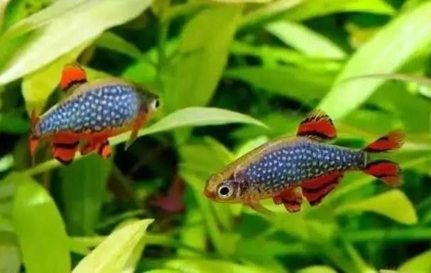 金鉆魚(yú)的飼養(yǎng)難度如何，火翅金鉆燈魚(yú)的飼養(yǎng)難度如何，火翅金鉆了解異型魚(yú):“l(fā)200金鉆”和“l(fā)200a鯊帆金鉆”
