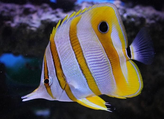 金鉆魚(yú)的飼養(yǎng)難度如何，火翅金鉆燈魚(yú)的飼養(yǎng)難度如何，火翅金鉆了解異型魚(yú):“l(fā)200金鉆”和“l(fā)200a鯊帆金鉆”