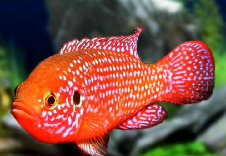 金鉆魚(yú)的飼養(yǎng)難度如何，火翅金鉆燈魚(yú)的飼養(yǎng)難度如何，火翅金鉆了解異型魚(yú):“l(fā)200金鉆”和“l(fā)200a鯊帆金鉆”