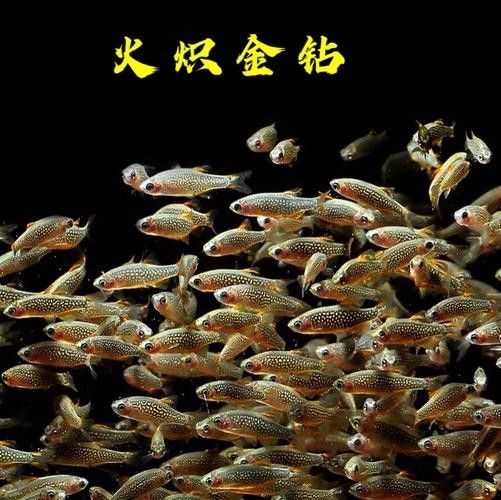 金鉆魚(yú)的飼養(yǎng)難度如何，火翅金鉆燈魚(yú)的飼養(yǎng)難度如何，火翅金鉆了解異型魚(yú):“l(fā)200金鉆”和“l(fā)200a鯊帆金鉆”