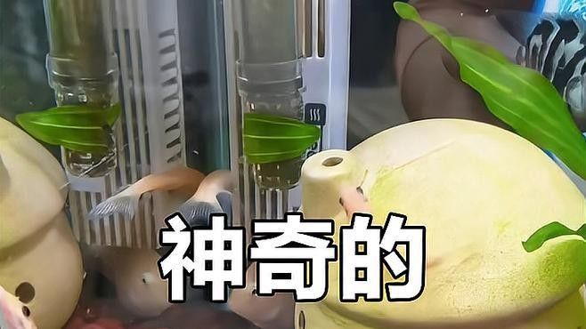 金鉆魚(yú)的飼養(yǎng)難度如何，火翅金鉆燈魚(yú)的飼養(yǎng)難度如何，火翅金鉆了解異型魚(yú):“l(fā)200金鉆”和“l(fā)200a鯊帆金鉆”