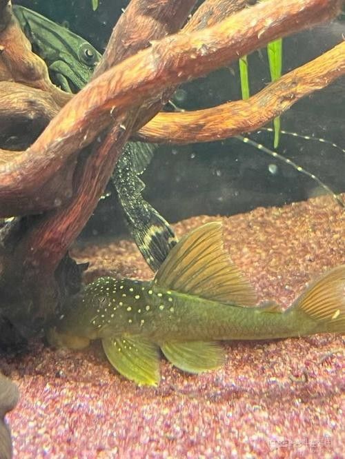 金鉆魚(yú)的飼養(yǎng)難度如何，火翅金鉆燈魚(yú)的飼養(yǎng)難度如何，火翅金鉆了解異型魚(yú):“l(fā)200金鉆”和“l(fā)200a鯊帆金鉆”