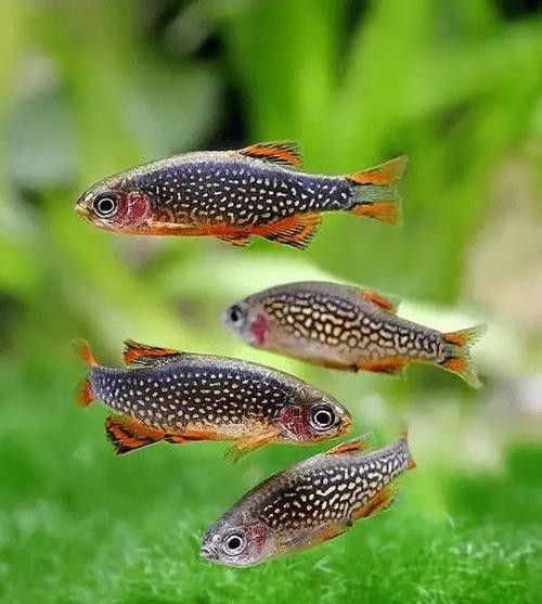 金鉆魚(yú)的飼養(yǎng)難度如何，火翅金鉆燈魚(yú)的飼養(yǎng)難度如何，火翅金鉆了解異型魚(yú):“l(fā)200金鉆”和“l(fā)200a鯊帆金鉆”
