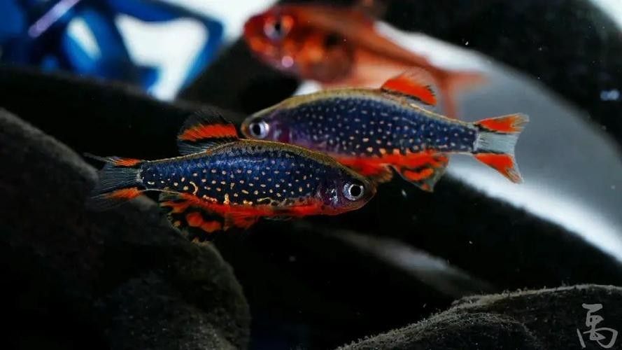 金鉆魚(yú)的飼養(yǎng)難度如何，火翅金鉆燈魚(yú)的飼養(yǎng)難度如何，火翅金鉆了解異型魚(yú):“l(fā)200金鉆”和“l(fā)200a鯊帆金鉆”