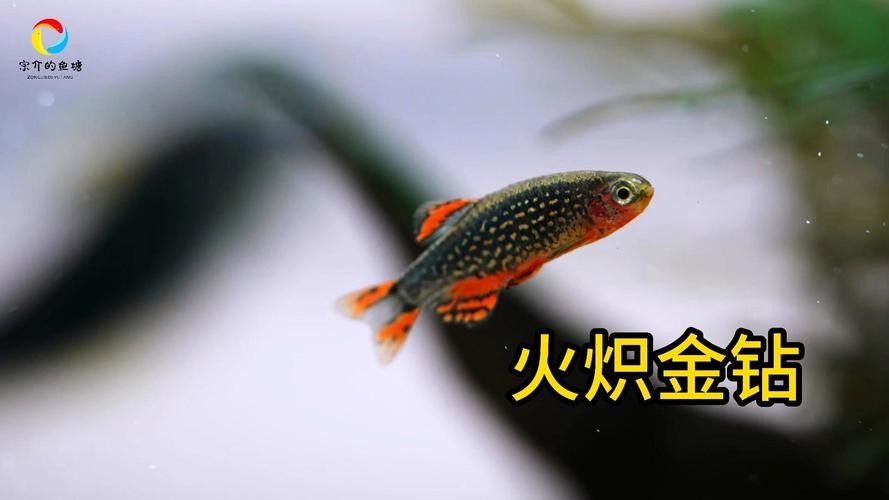金鉆魚(yú)的飼養(yǎng)難度如何，火翅金鉆燈魚(yú)的飼養(yǎng)難度如何，火翅金鉆了解異型魚(yú):“l(fā)200金鉆”和“l(fā)200a鯊帆金鉆”
