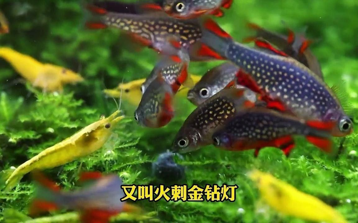 金鉆魚(yú)的飼養(yǎng)難度如何，火翅金鉆燈魚(yú)的飼養(yǎng)難度如何，火翅金鉆了解異型魚(yú):“l(fā)200金鉆”和“l(fā)200a鯊帆金鉆”