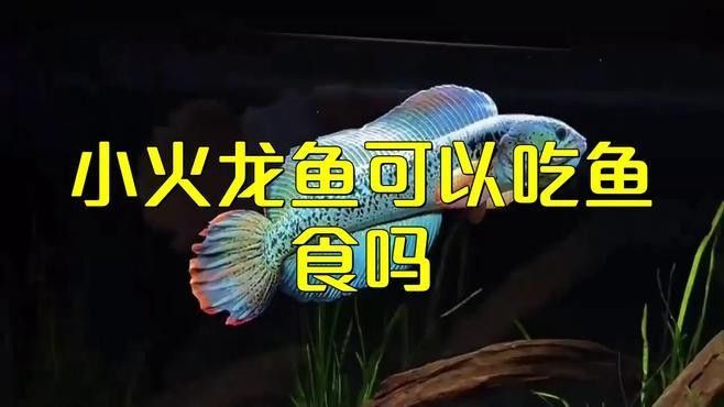 小火龍魚是否可以吃魚飼料？，小火龍魚可以吃魚飼料嗎