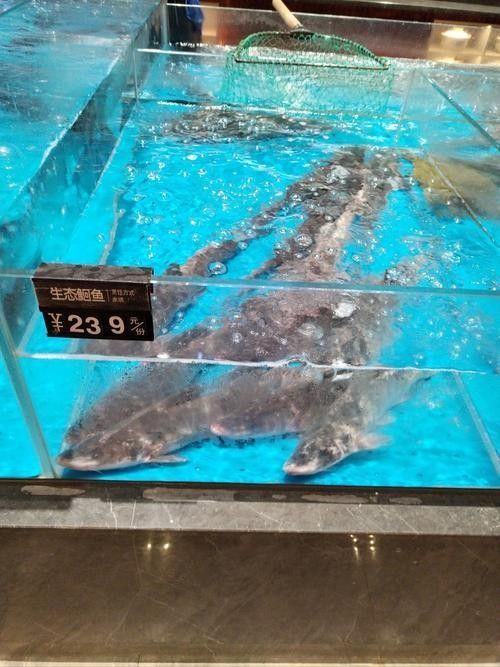 石首龍魚的價(jià)格是多少？石首龍魚有哪些飼養(yǎng)難點(diǎn)？，石首龍魚與常見的觀賞龍魚，在哪個(gè)國家或地區(qū)最常見 石首龍魚的價(jià)格是多少？石首龍魚有哪些飼養(yǎng)難點(diǎn)？，石首龍魚與常見的觀賞龍魚，在哪個(gè)國家或地區(qū)最常見 觀賞魚百科 第4張