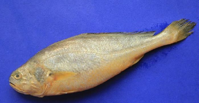 石首龍魚的價(jià)格是多少？石首龍魚有哪些飼養(yǎng)難點(diǎn)？，石首龍魚與常見的觀賞龍魚，在哪個(gè)國家或地區(qū)最常見 石首龍魚的價(jià)格是多少？石首龍魚有哪些飼養(yǎng)難點(diǎn)？，石首龍魚與常見的觀賞龍魚，在哪個(gè)國家或地區(qū)最常見 觀賞魚百科 第3張