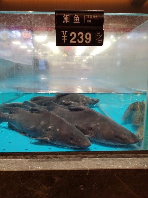 石首龍魚的價(jià)格是多少？石首龍魚有哪些飼養(yǎng)難點(diǎn)？，石首龍魚與常見的觀賞龍魚，在哪個(gè)國家或地區(qū)最常見 石首龍魚的價(jià)格是多少？石首龍魚有哪些飼養(yǎng)難點(diǎn)？，石首龍魚與常見的觀賞龍魚，在哪個(gè)國家或地區(qū)最常見 觀賞魚百科 第1張