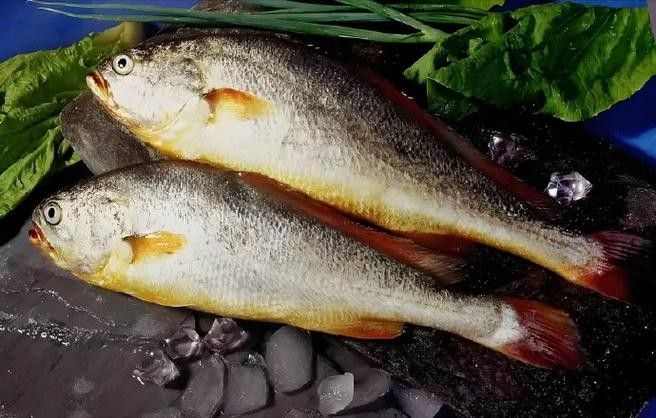 石首龍魚的價(jià)格是多少？石首龍魚有哪些飼養(yǎng)難點(diǎn)？，石首龍魚與常見的觀賞龍魚，在哪個(gè)國家或地區(qū)最常見 石首龍魚的價(jià)格是多少？石首龍魚有哪些飼養(yǎng)難點(diǎn)？，石首龍魚與常見的觀賞龍魚，在哪個(gè)國家或地區(qū)最常見 觀賞魚百科 第2張