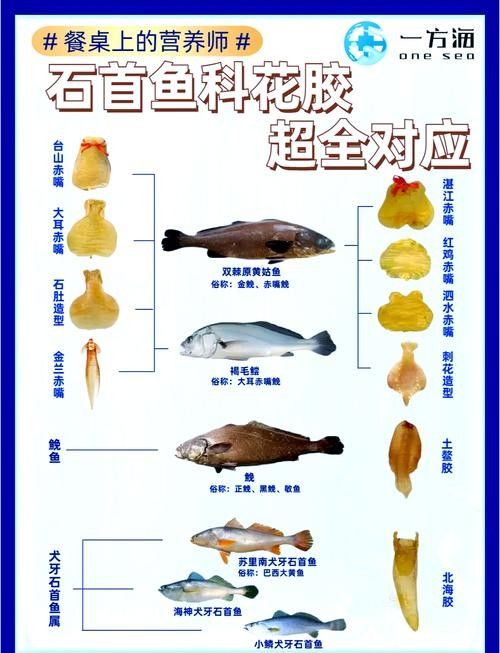 石首龍魚的價(jià)格是多少？石首龍魚有哪些飼養(yǎng)難點(diǎn)？，石首龍魚與常見的觀賞龍魚，在哪個(gè)國家或地區(qū)最常見 石首龍魚的價(jià)格是多少？石首龍魚有哪些飼養(yǎng)難點(diǎn)？，石首龍魚與常見的觀賞龍魚，在哪個(gè)國家或地區(qū)最常見 觀賞魚百科 第8張
