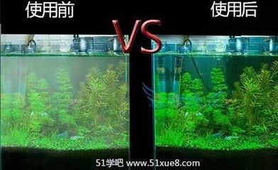 龍魚飼料是否有毒存在疑慮，龍魚飼料以及飼料的選擇，關于龍魚飼料的幾個問題