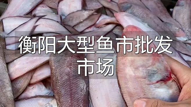 衡陽市衡陽市衡陽市及周邊地區與魚類批發、養殖相關的基地和商家信息，衡陽大型魚市批發市場
