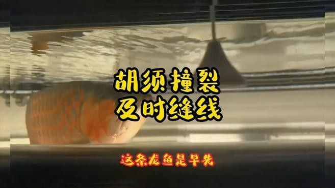 龍魚胡子彎曲是否會影響龍魚的健康？，龍魚胡子彎曲會影響龍魚健康和行為，胡子彎曲會影響龍魚健康
