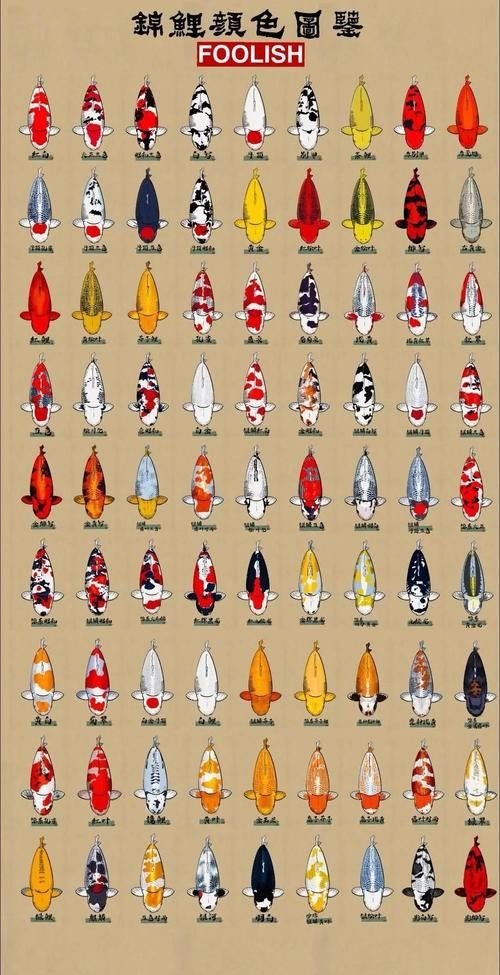 15種錦鯉品種大揭秘，你認識幾個錦鯉品種大揭秘，15種常見的鯉魚品種大揭秘