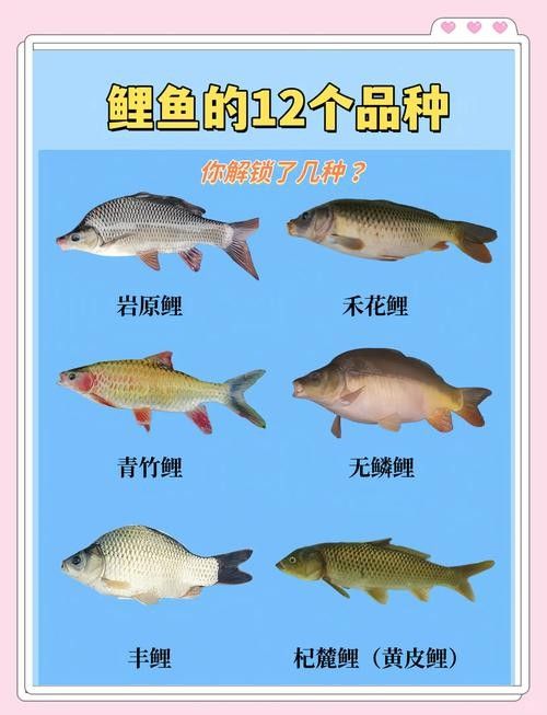 15種錦鯉品種大揭秘，你認識幾個錦鯉品種大揭秘，15種常見的鯉魚品種大揭秘