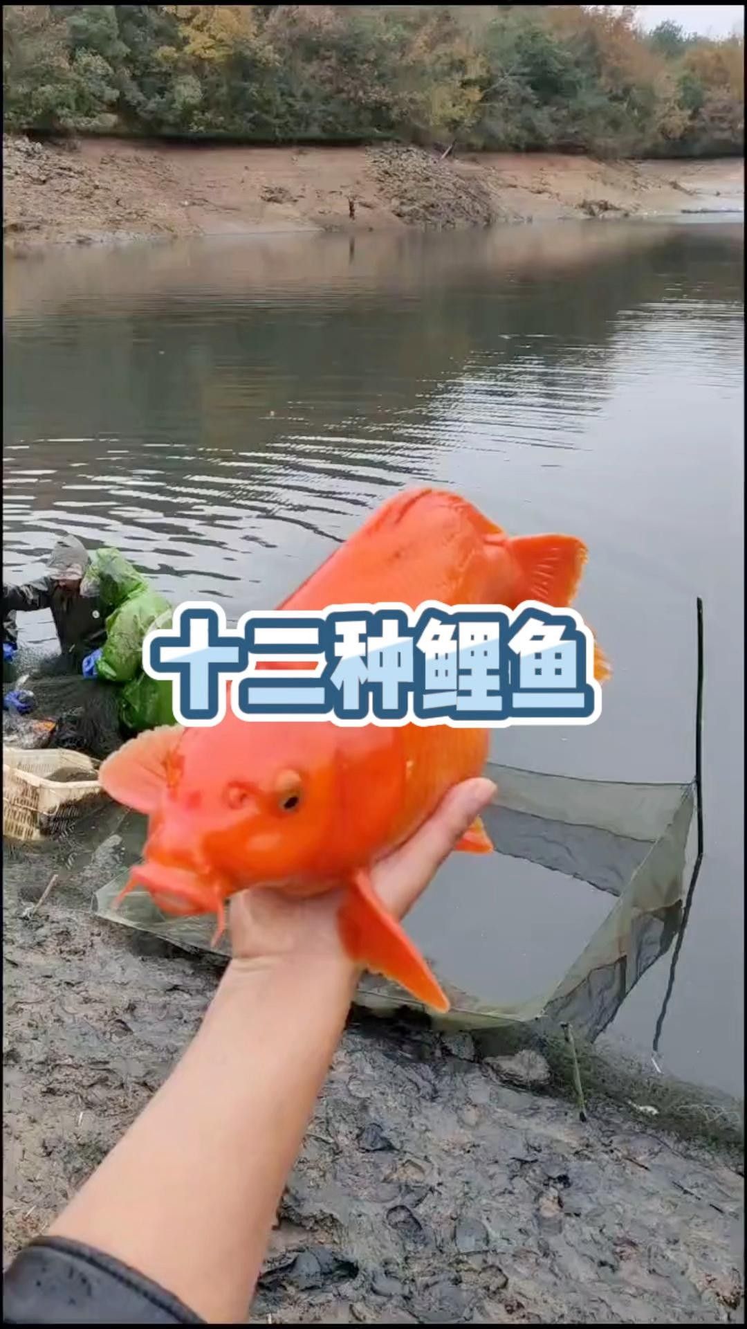 15種錦鯉品種大揭秘，你認識幾個錦鯉品種大揭秘，15種常見的鯉魚品種大揭秘