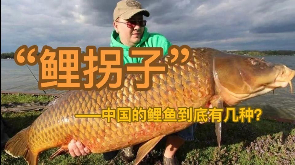 15種錦鯉品種大揭秘，你認識幾個錦鯉品種大揭秘，15種常見的鯉魚品種大揭秘