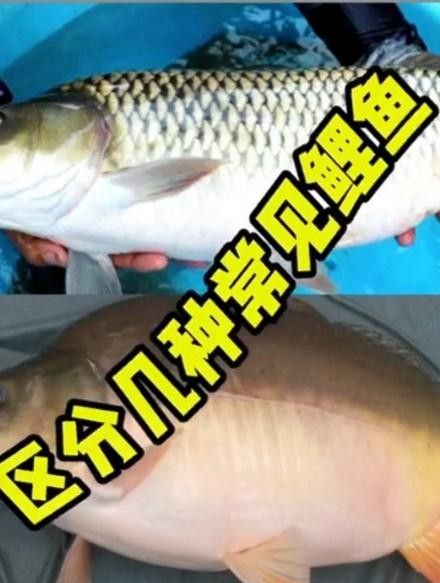 15種錦鯉品種大揭秘，你認識幾個錦鯉品種大揭秘，15種常見的鯉魚品種大揭秘