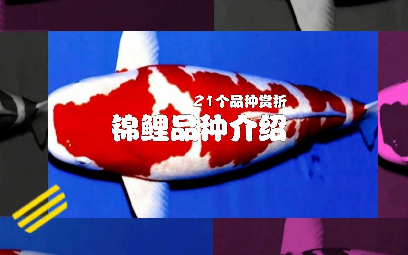 15種錦鯉品種大揭秘，你認識幾個錦鯉品種大揭秘，15種常見的鯉魚品種大揭秘