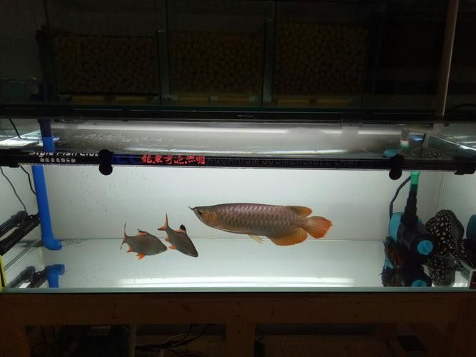 里斯紅外線十大品牌有哪些，特里斯紅外線十大品牌