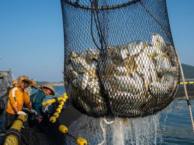 漁業品牌的重要性及其對海洋生態系統的影響力及其對海洋生態系統的影響，廣東漁業品牌有哪些