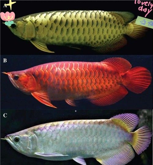 沂南金龍魚的繁殖方法是什么金龍魚的繁殖方法是什么，如何區(qū)分金底、藍(lán)底和紫底金龍魚？