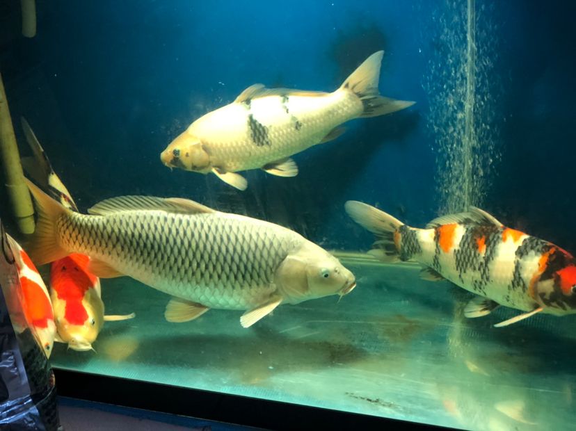 魚類生長的生物學機制，枯山qq評論：這魚越來越壯，枯山qq評論：漂亮