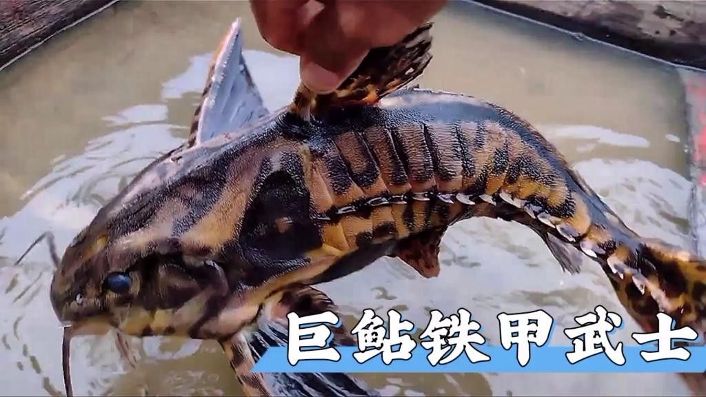 電影《鐵甲武士》的導(dǎo)演是誰鐵甲武士魚的壽命有多長，一身鎧甲的魚，你見過嗎