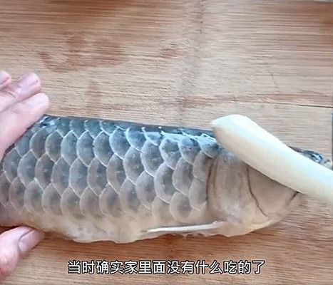 龍魚身上有白色絮狀物用什么藥最好，水霉病怎么治療好得快