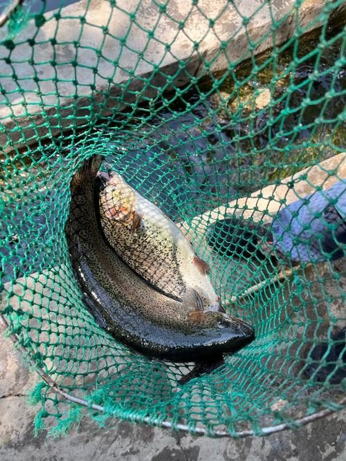 懷柔虹鱒魚的特別之處在哪里？，懷柔的魚類資源豐富多樣，品質優良